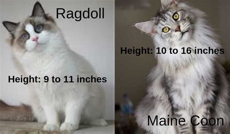 Maine Coon Vs Ragdoll A Comparison And Guide Maine Coon Expert