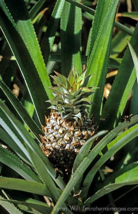 Oceania South Pacific French Polynesia Tahiti Pineapple Plant
