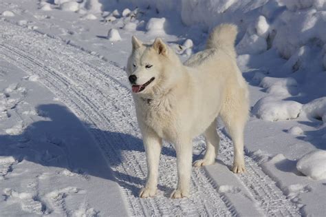 Hd Wallpaper Adult White Siberian Husky Standing On Snow Mountain