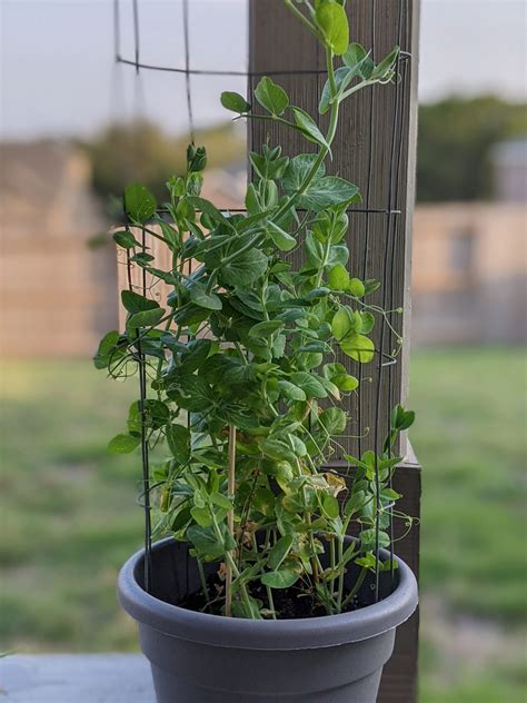 How To Grow Sugar Snap Peas In A Pot Earthful Life