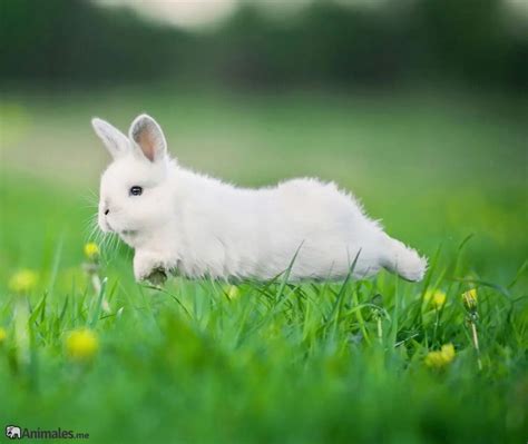 Lista 94 Imagen De Fondo Se Puede Cruzar Un Conejo Con Su Hija El último