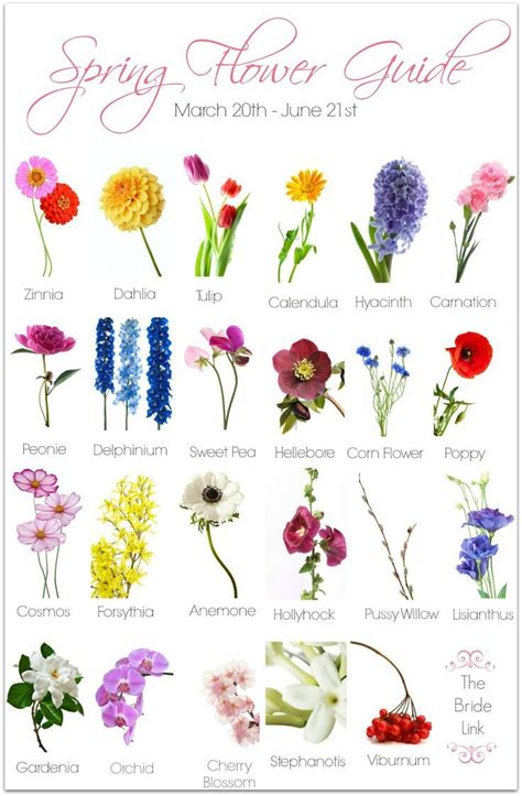 Common types of flowers with pictures. Spring Wedding Flower Guide | Wedding flower guide, Flower ...