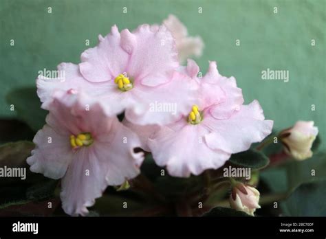 Pink African Violets With Green Wall Backgroundpink Spring Flowers