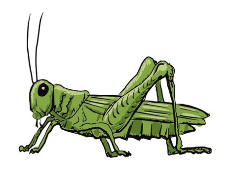 Animated Grasshopper Png Clipart Background Png Play