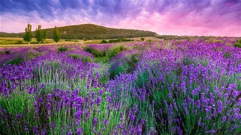 Lavender Flowers Field And Landscape Of Mountains In Light Pink Purple