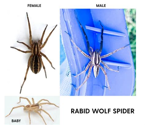 Wolf Spiders In Tulsa City Complete List And Details About Wolf Spider