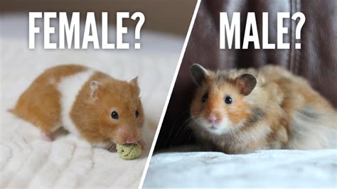 Female Or Male Hamsters Youtube