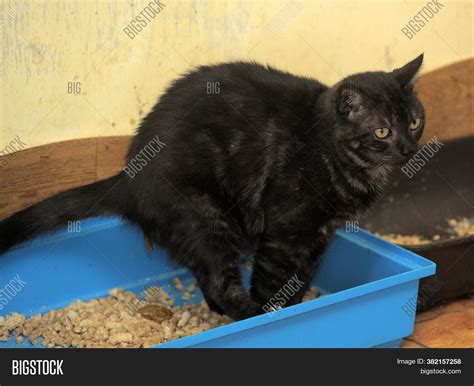 Black Cat Poops Cats Image And Photo Free Trial Bigstock