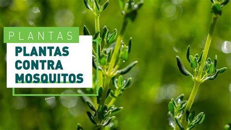 5 Plantas Antimosquitos Un Eficaz Repelente Natural Verdecora YouTube