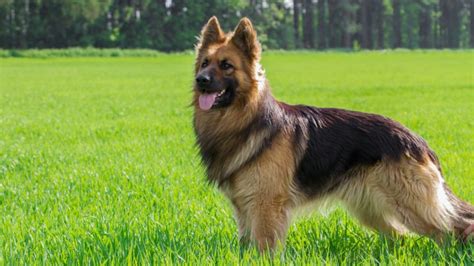 Can German Shepherds Live Outside In Summer