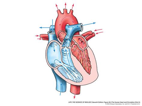 Fetal Pig Cardiovascular System