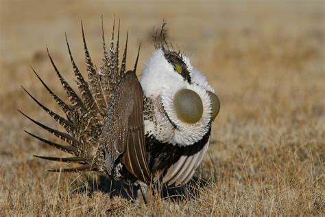 Greater Sage Grouse Grouse Bird Pictures Animal Planet