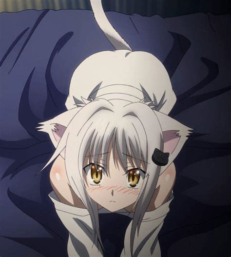 koneko toujou wiki high school dxd universe amino