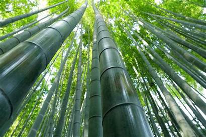 Bamboo 4k Desktop Pc Interesting Forest Resolution