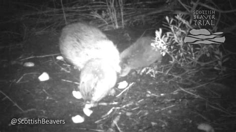 footage revealed of second kit at the scottish beaver trail scottish wildlife trust