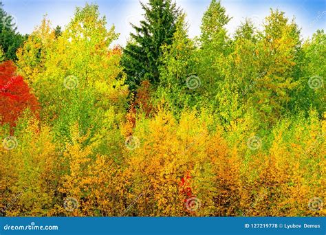 Yellow Green Red Leaves On Trees In Autumn Stock Photo Image Of