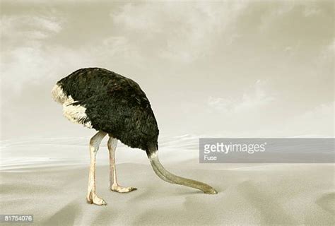 Ostrich Hiding Head Photos Et Images De Collection Getty Images
