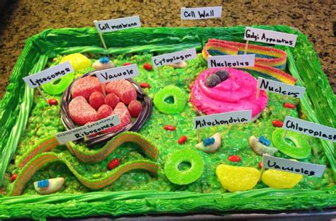 My 7th Grade Daughter Made An Edible Model Of A Plant Cell Out Of A