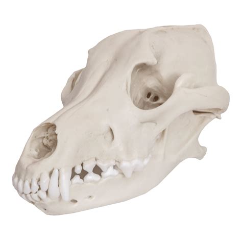 Replica Mexican Gray Wolf Skull For Sale Skulls Unlimited
