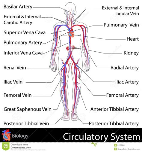 Drawing boxes or symbols of many shapes and connect them with lines of various types. Circulatory System stock vector. Illustration of cava ...