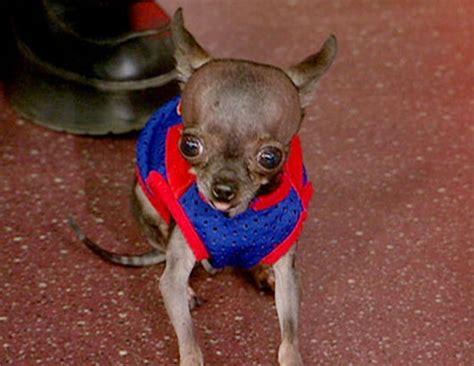 Guinness World Record Smallest Dog Guiness Record