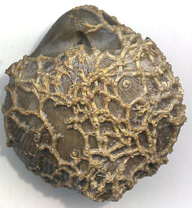Fossil collecting is a way to connect with the past. Other Fossils USA and World Wide