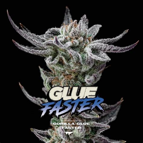 Gorilla Glue Faster Bsf Seeds Seedtopia Cannabis Seeds Shop In Thailand