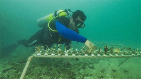Las Guarderías Bajo El Mar Para Resucitar Los Corales Brasileños Argentina Ambiental