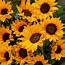 Hello Sunflower  Darcey Flowers Flower Delivery Dubai