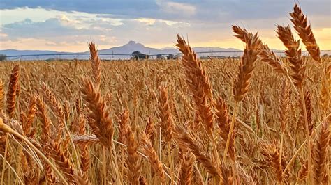 Flavor Nutrition Make Wyoming Heritage Grains A Successful Niche For