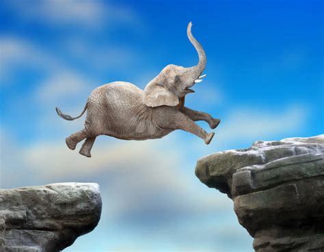 540 Elephant Jumping Stock Photos Pictures And Royalty Free Images Istock