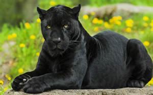 Black leopards have defeated orlando pirates on only two occasions and will need to take it up a notch this week. Difference between Puma and Panther | Puma vs Panther