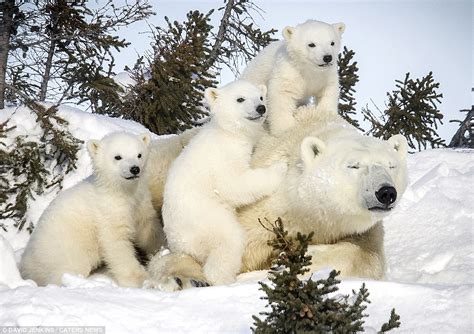 Paw Some Incredible Images Of The Arctics Most Majestic