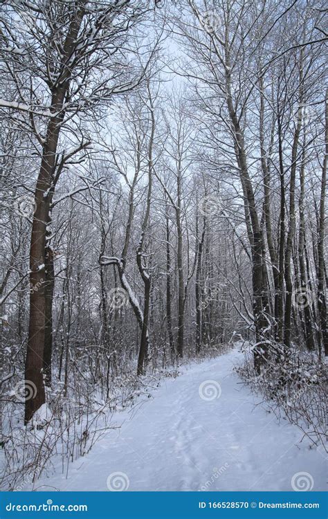 Beautiful Winter Landscape In The Forest Road Outside The City And
