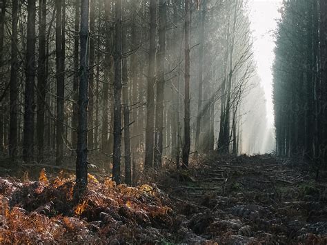 Sunlight Through Mist In A Pine Forest Thetford Forest Norfolk By