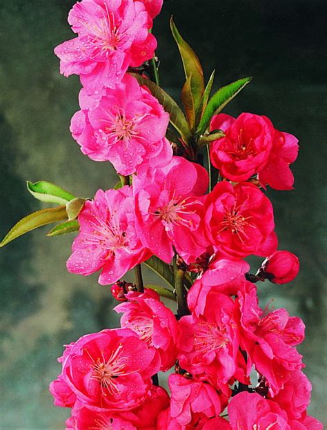 Prunus Magnifica Winter Red Common Name Winter Red Flowering Peach