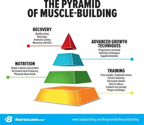 Muscle Building The Pyramid Of Muscle Building