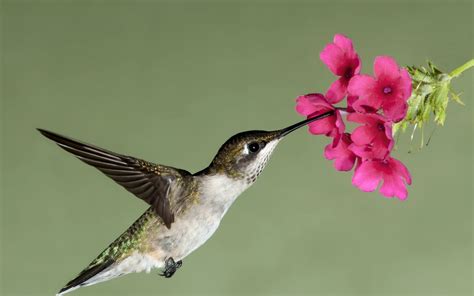 Hummingbird Flower Wallpaper 1920x1200 13443