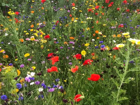 The Best Wildflower Meadows In The Uk Crosscountry