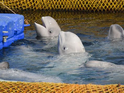Russia Frees Last Belugas From Notorious ‘whale Jail Smart News