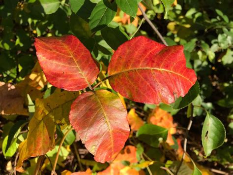 Poison Ivy Herbaria 30 Tell Us Your Plant Story