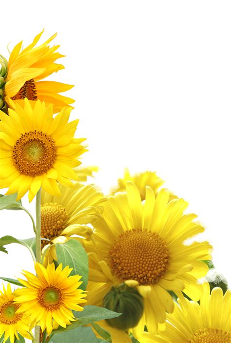 Sunflower frame clipart - Sunflower frame png | Sunflower, Plant illustration, Sunflower png