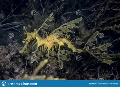 Leafy Seadragon Phycodurus Eques South Australia Stock Image Image Of