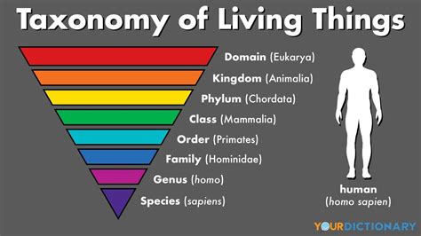 Human Taxonomy Chart