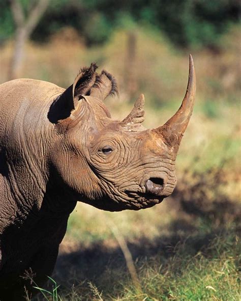 A Jaunt Through The Wildlife Conservancies North Of Mount Kenya Brings