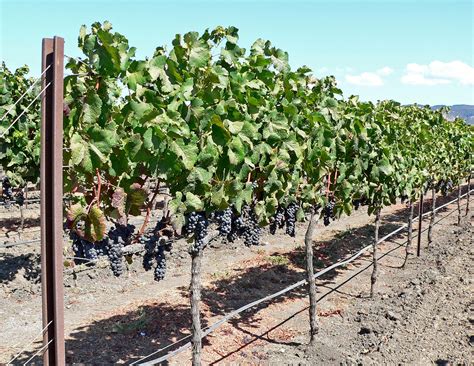 Grape vines description grape vines such as the scuppernong grape vine, the muscadine grape vine and prune grape vines in late winter or early spring when they are dormant for best results. Of Mother Grape Vines and Vixens | PalateXposure