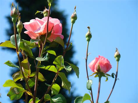 Summer Rose Flower Garden Blue Sky Photograph By Baslee