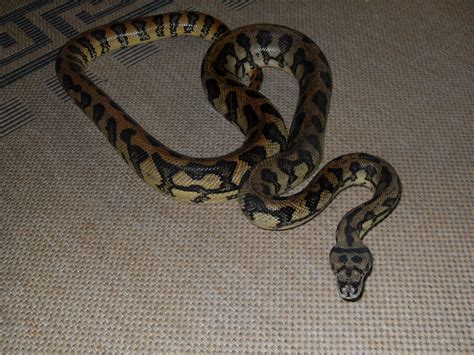 Teppichpythons können sehr attraktiv gefärbt sein. Tiere Kleinanzeigen Kempten Allgäu Anzeigenmarkt Kempten ...
