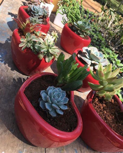 Valentine Heart Pots With Easy Maintenance Succulents