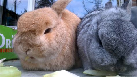 Schattige dieren pics are great to. Schattige konijntjes in grappige filmpjes. De 2 konijnen Noa en Pip eten samen. CUTE ANIMALS ...
